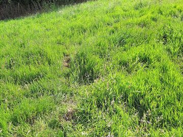 Grassy pitches