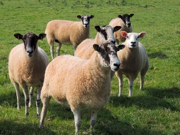 Part of our flock of sheep