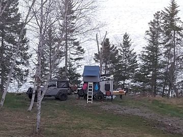 Site in a pine standing