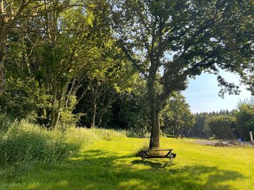 Trees in sunlight around the site