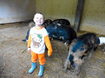 Meet the pigs