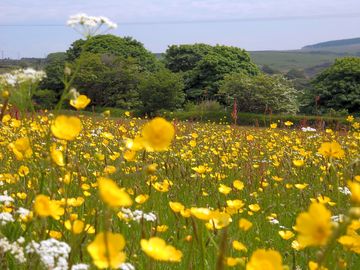 View over the wildflower meadow