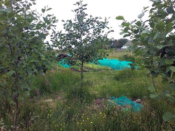 Organic garden with native trees