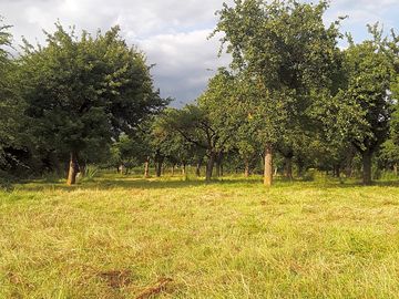 Orchard pastures
