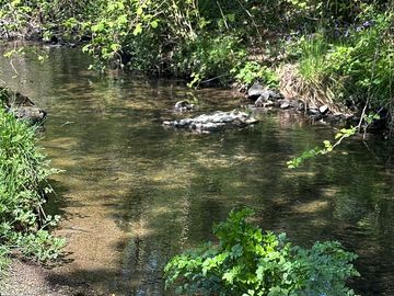 Stream on site