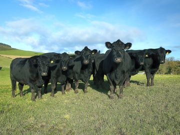 The farm's herd of aberdeen angus cattle