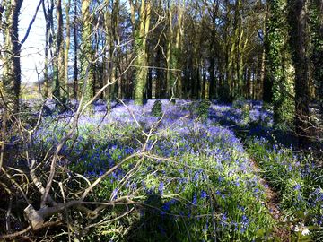 Bluebell woods