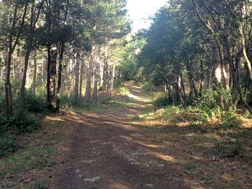 Forest walks from the site