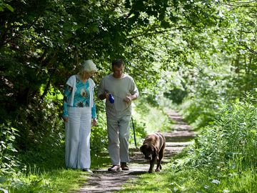 Dog walking on site