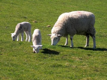 Sheep at the farm, they lamb in march/april