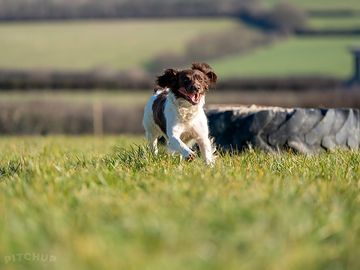 Secure dog walking field with a 6ft fence fun for your dog to run free exclusive use