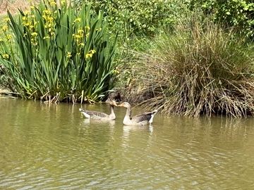 Resident geese