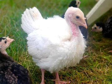 Heritage turkey