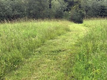 Mown path in the meadow