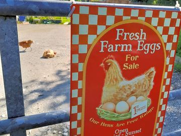 Free-range eggs sold here