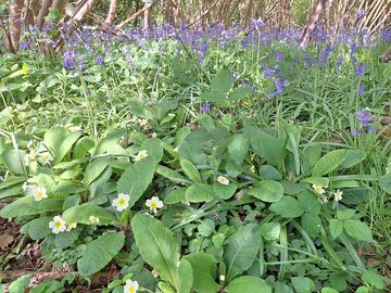 Bluebells are out and lovely walks just up the road