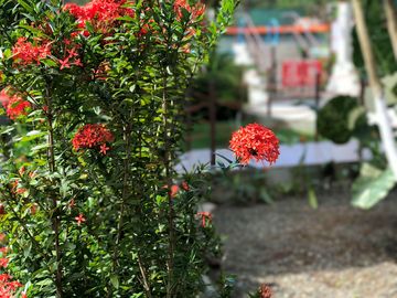 Colourful gardens on site
