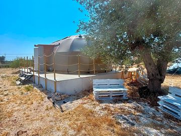 Ancient olive tree next to the dome