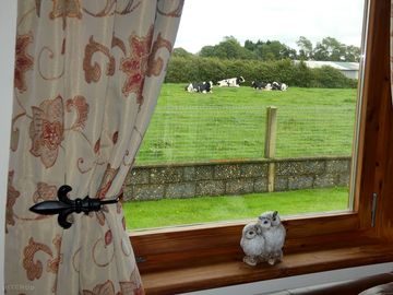 Cows in the neighbouring field