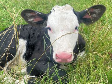 A calf on our farm