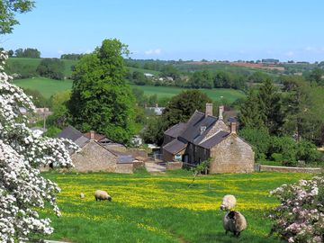 Sheep in the farmhouse orchard