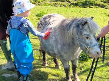 Pony petting @ starwfields