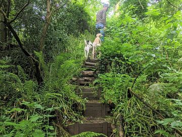 Steps cut into the bank lead steeply down to the stream