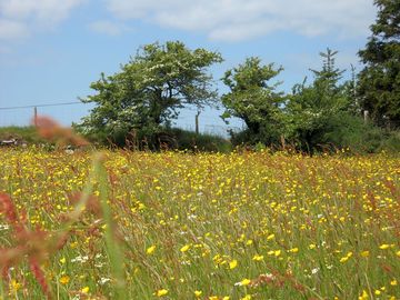 Wildflower meadow