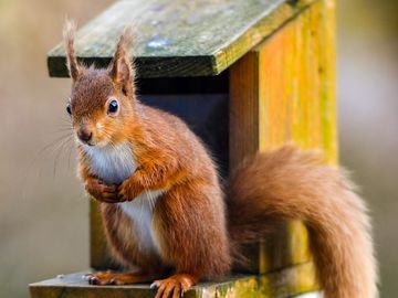 Red squirrels