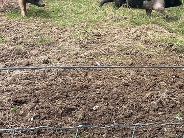 Lovely little farm on site