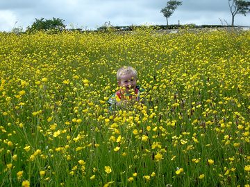 Wildflower meadow in june