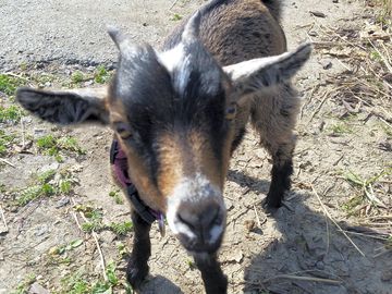 Lola the goat