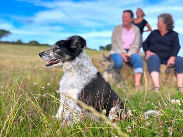 Well-behaved dogs welcome