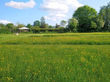 Little paddock