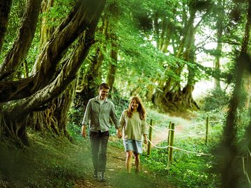 Woodland walk