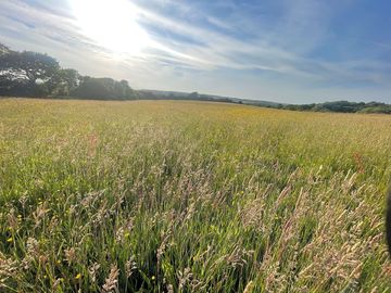 Growing hay for harvest on the camping field