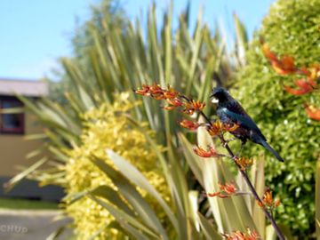 Local wildlife