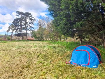 Tent underneath some trees