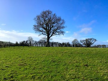 Oak tree