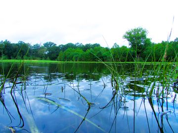 The pond