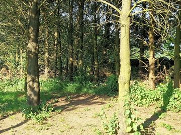 Explore woodland
