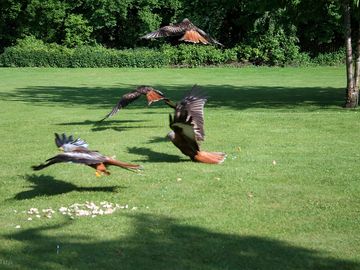 Red kites will come swooping down for any meat left out - beware of your barbecue!