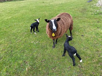 Ewe and lambs