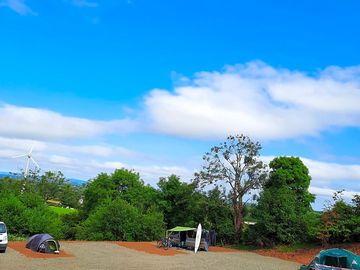Trees around the site