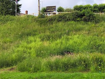 Plenty of greenery