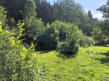 Pitches surrounded by greenery