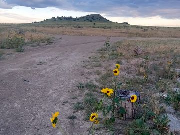 We not only have an abundance of wild sunflowers, but also have a rare ground sunflower