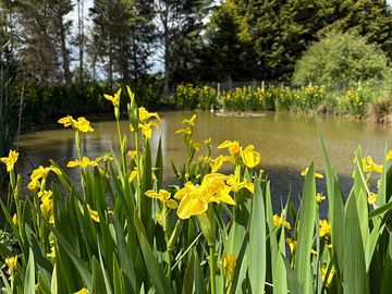 Pond iris's