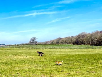 Dogs welcome