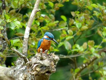 Birds around the site